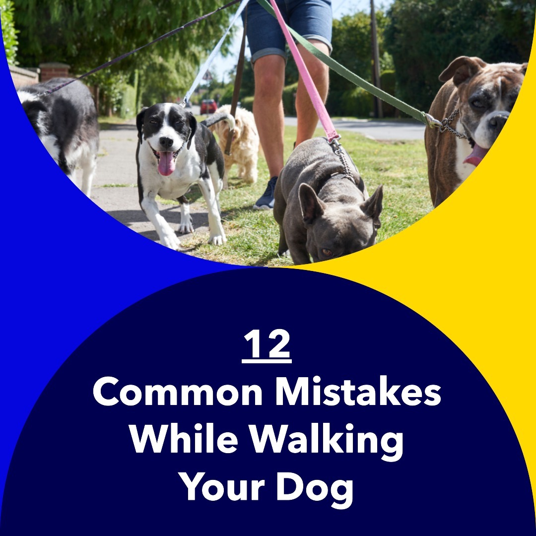 Avoid These 12 Common Mistakes While Walking Your Dog Labradoodle Home