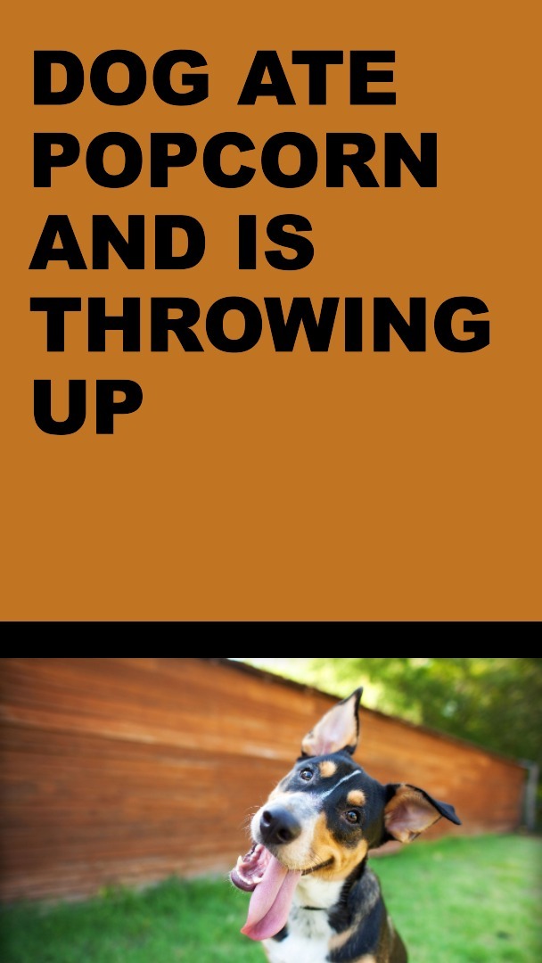 My Dog Ate Popcorn and Is Throwing Up What You Should Do!