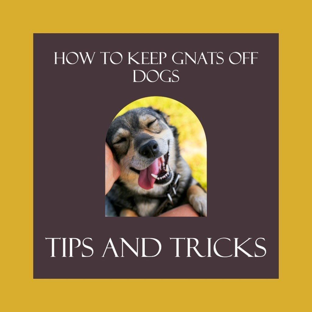 How to Keep Gnats off Dogs With 5 Easy Tips