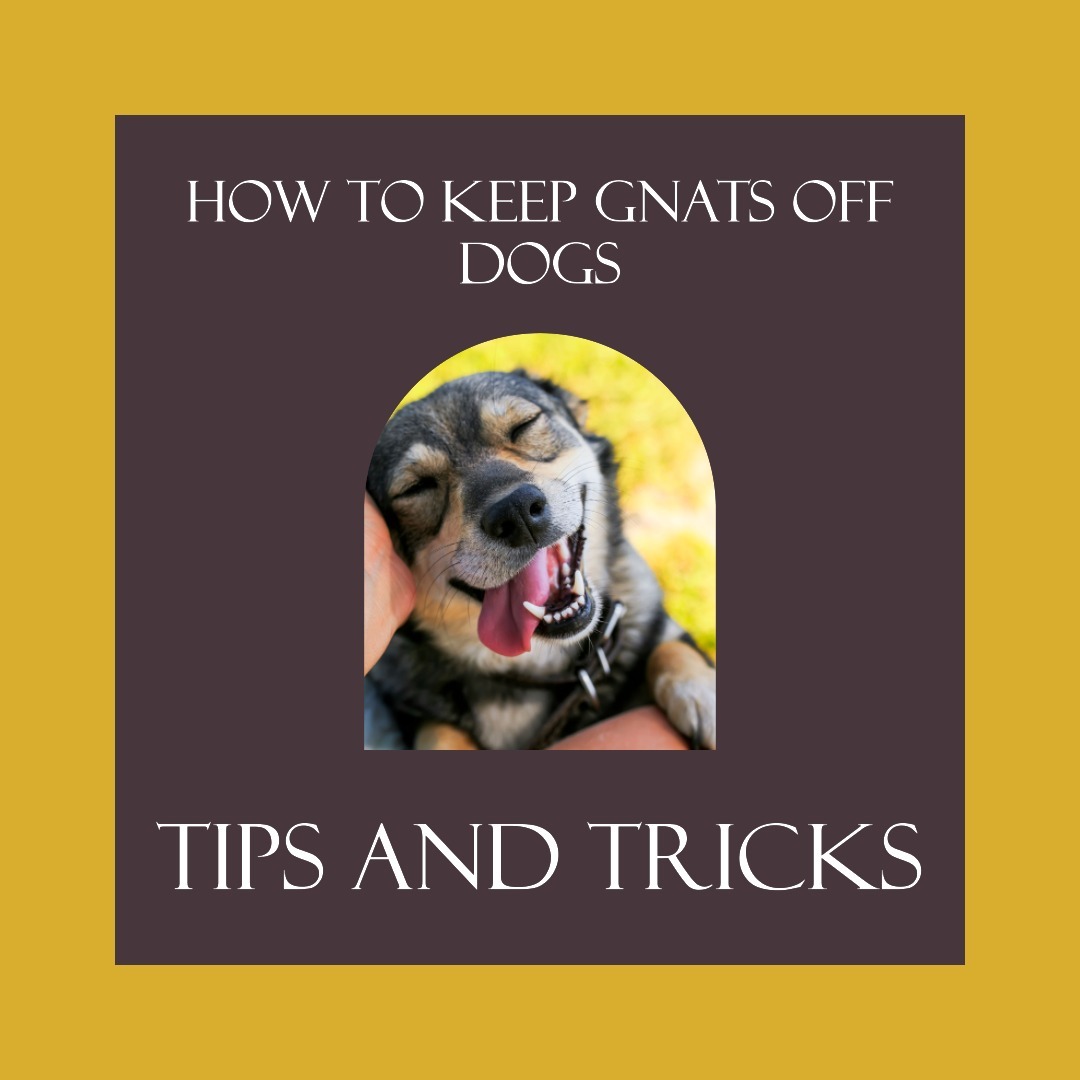 How to Keep Gnats off Dogs With 5 Easy Tips