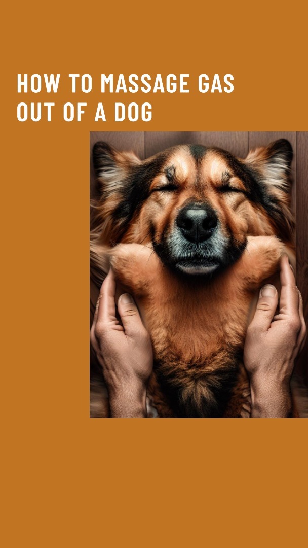 How to Massage Gas Out of a Dog With 2 Easy Steps! Labradoodle Home