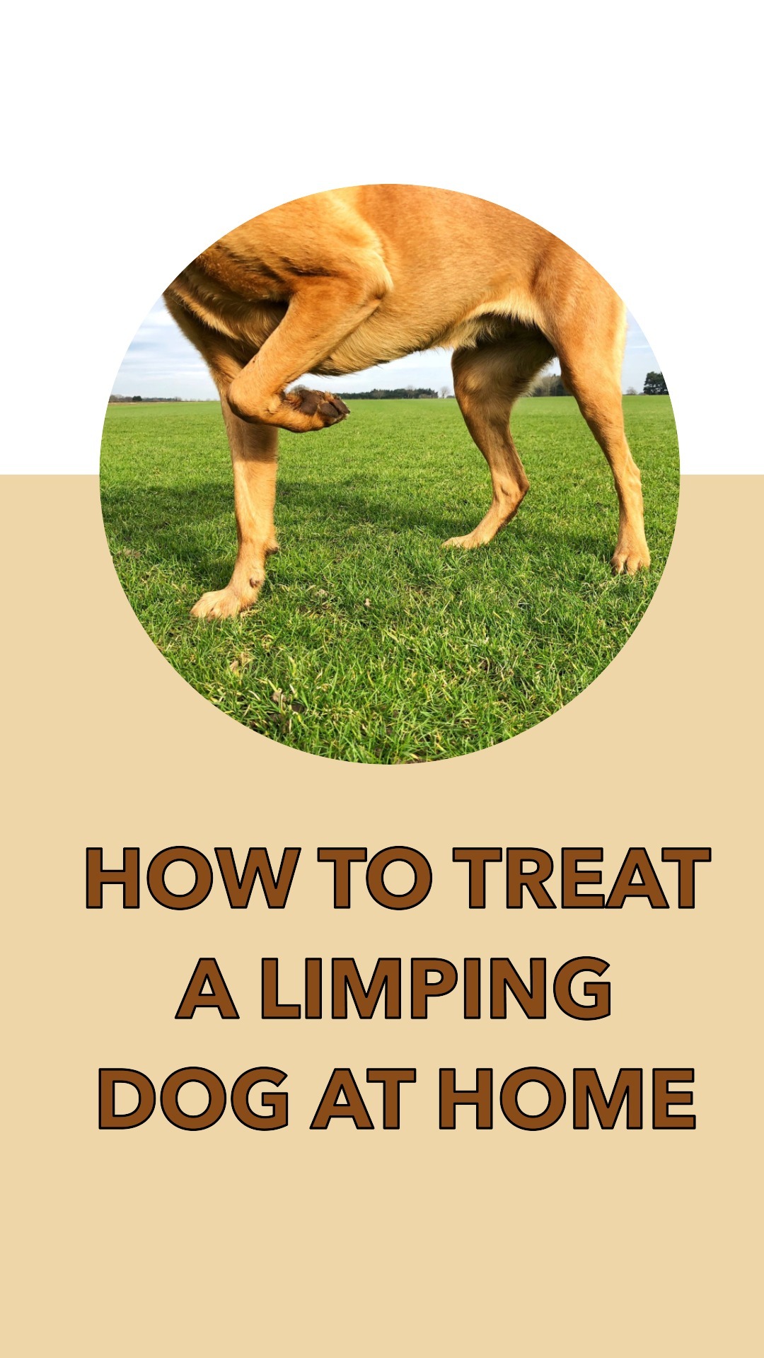 How to Treat a Limping Dog at Home in 2 Easy Steps!