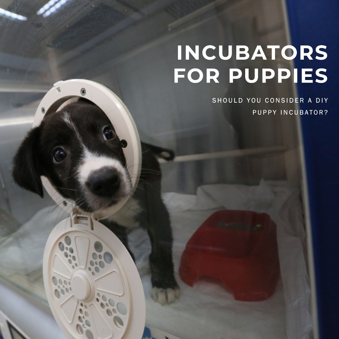 Incubators For Puppies Should You Consider A DIY Puppy Incubator?