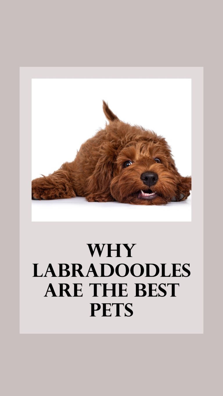 Why Labradoodles Are The Best Pets! Labradoodle Home