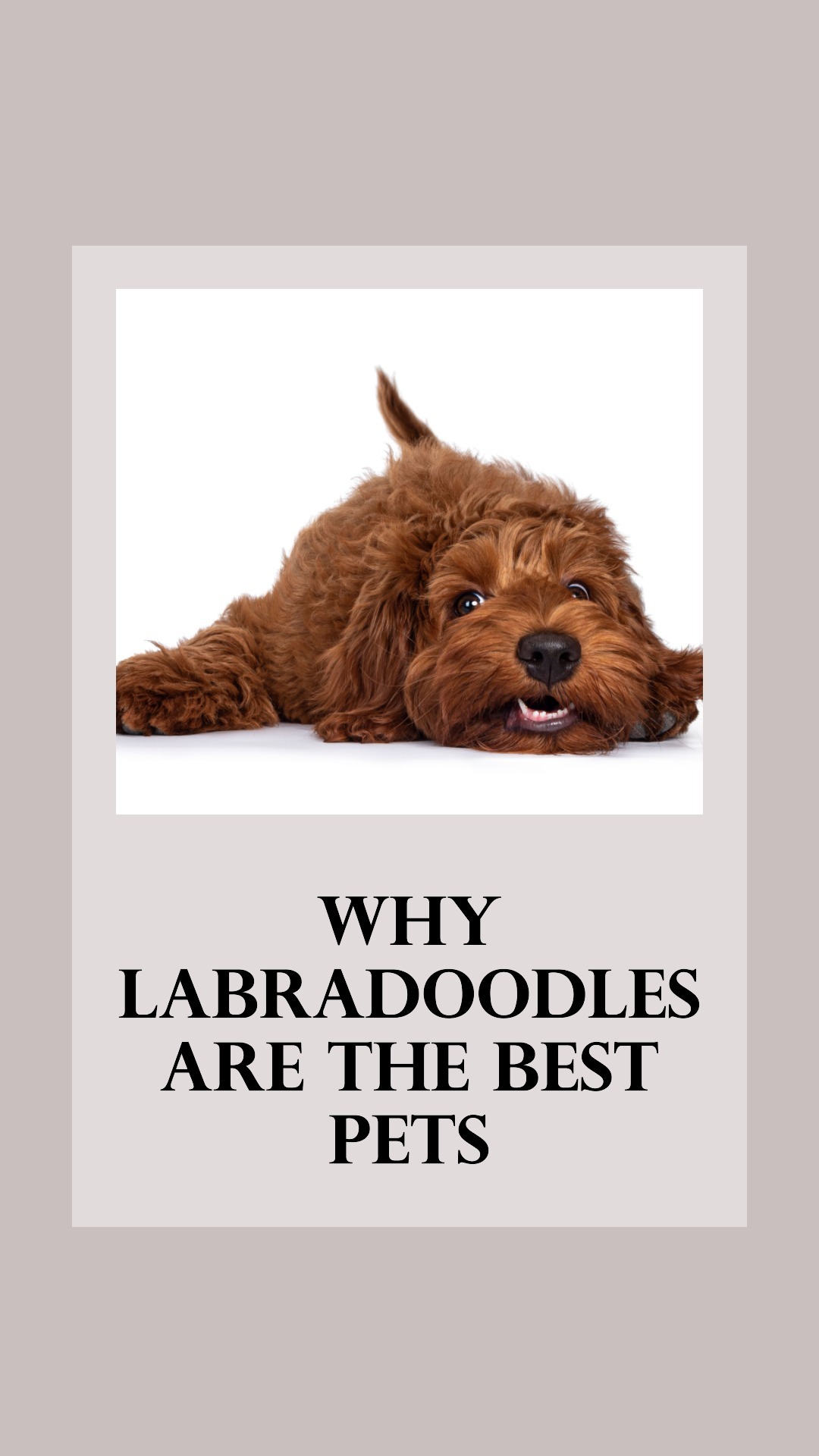 Why Labradoodles Are The Best Pets! Labradoodle Home