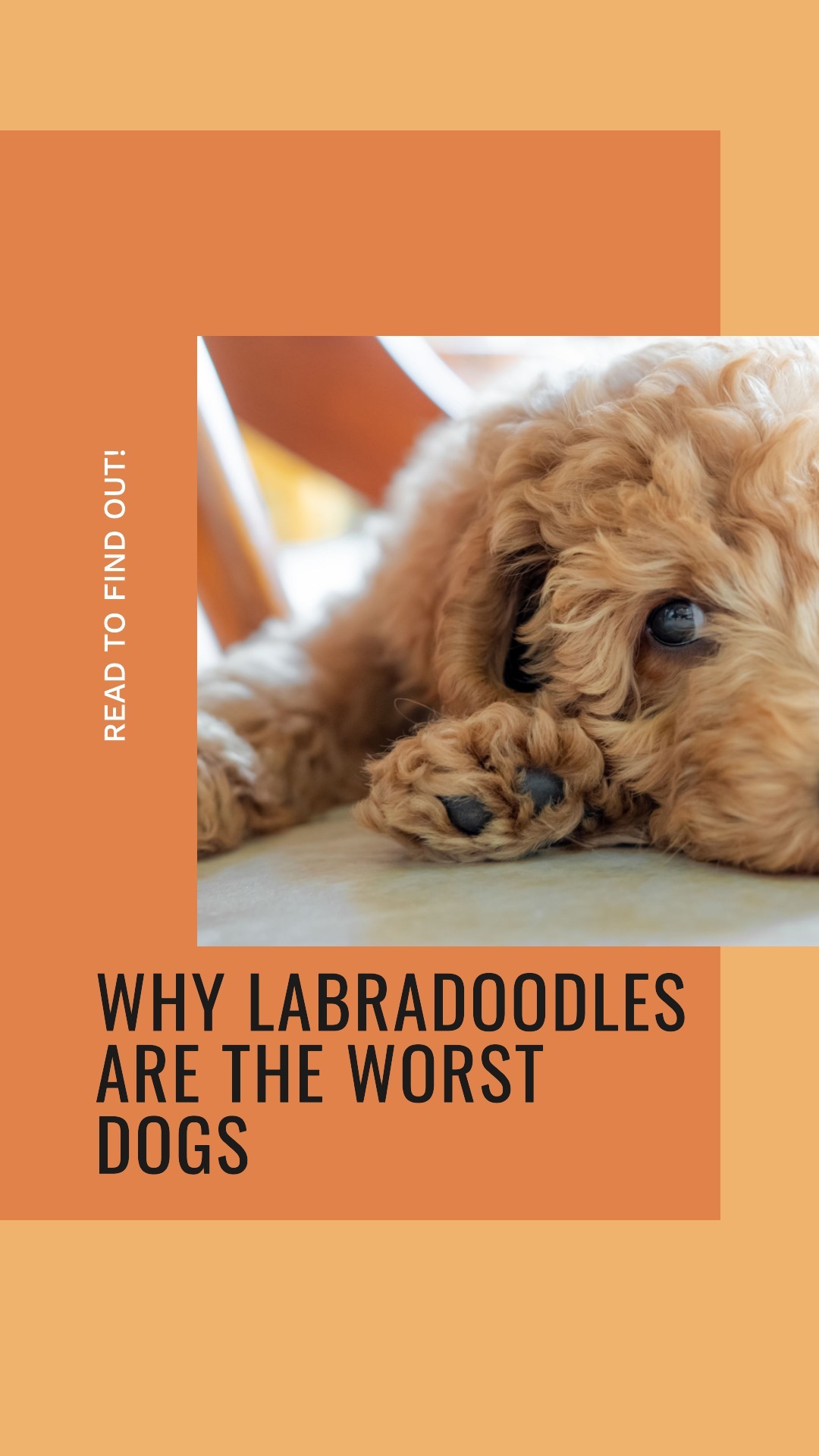 10 Reasons Why Labradoodles Are the Worst Dogs