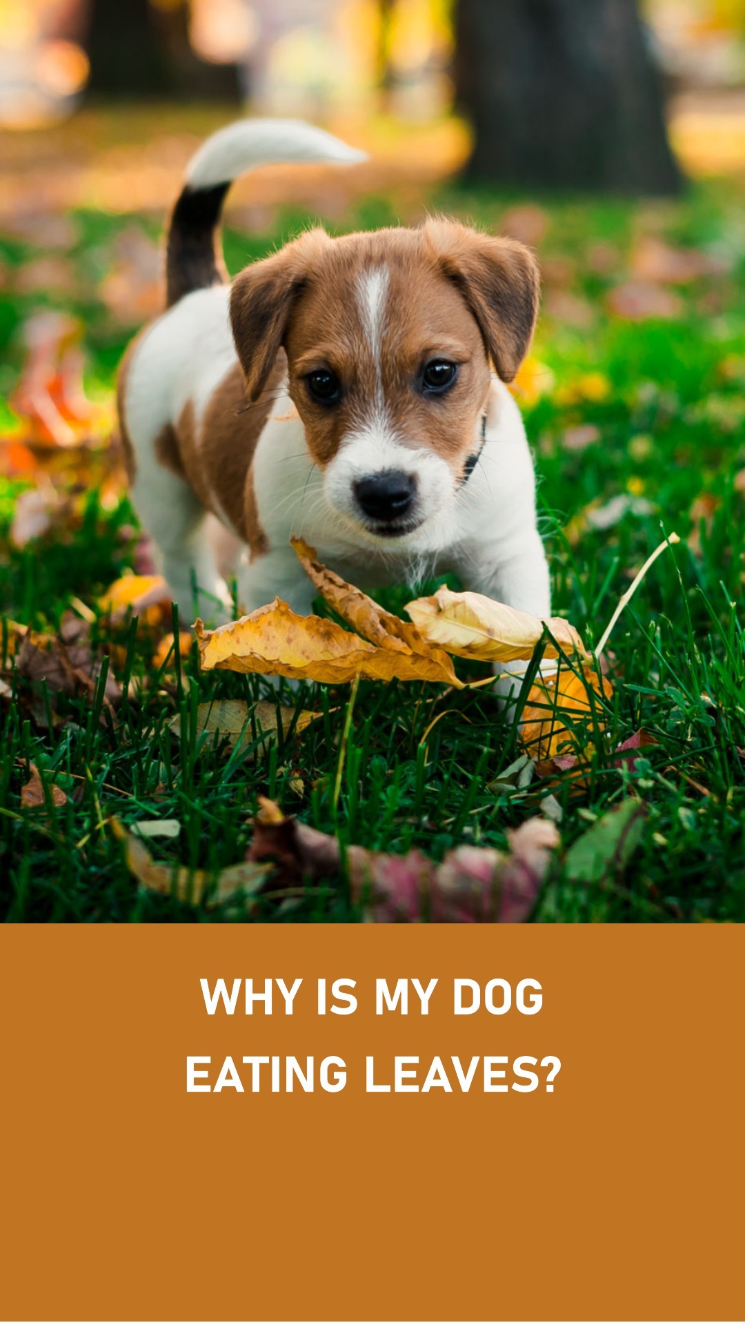 Why Is My Dog Eating Leaves? 3 Common Causes Labradoodle Home