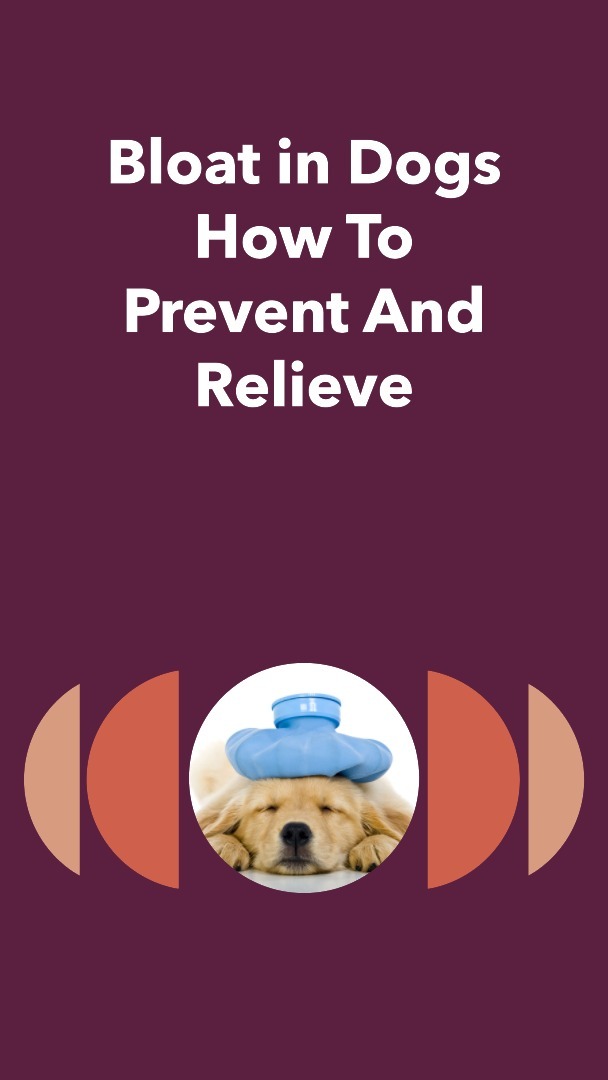 Bloat in Dogs How to Prevent and Relieve Labradoodle Home