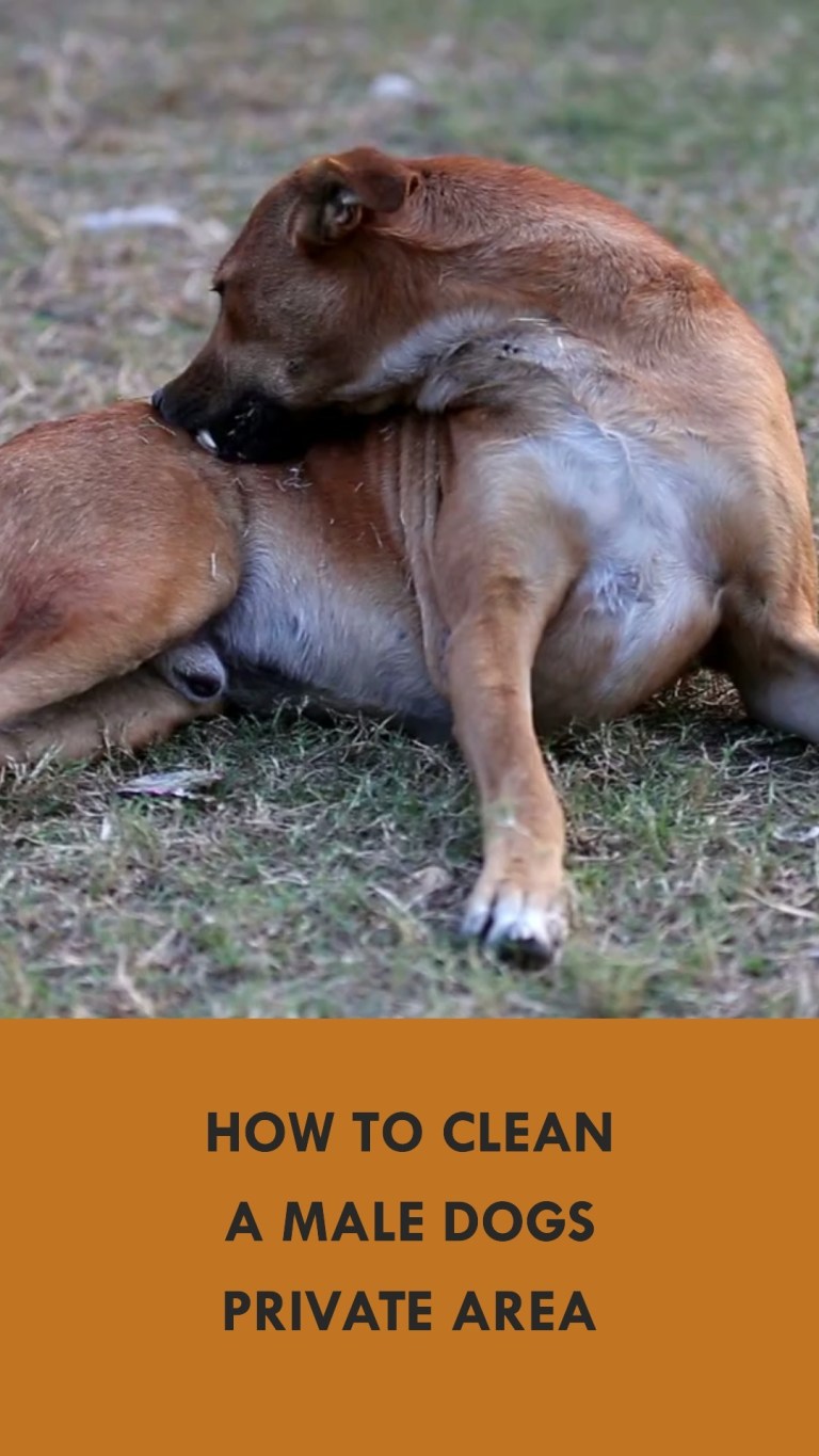 How to Clean a Male Dogs Private Area in 4 Easy Steps