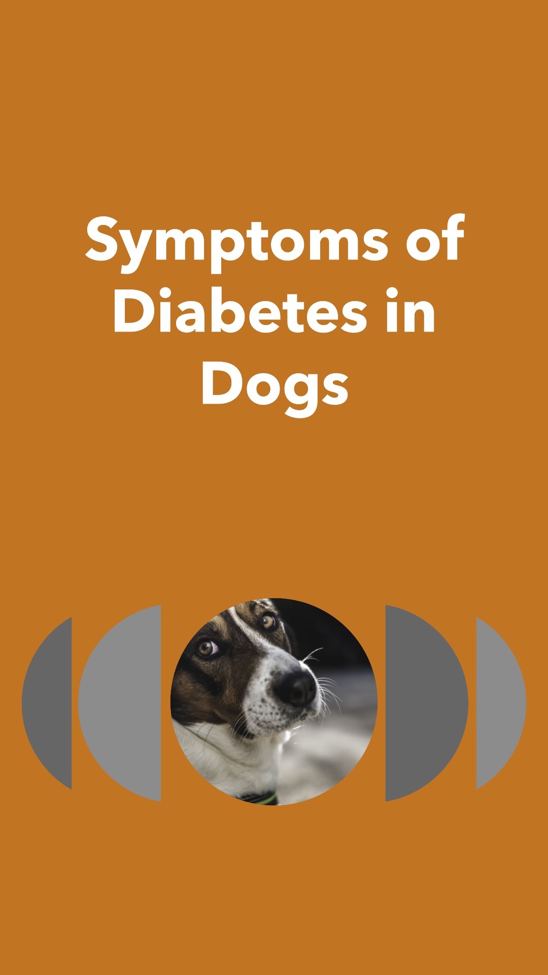 Symptoms of Diabetes in Dogs The Complete Guide