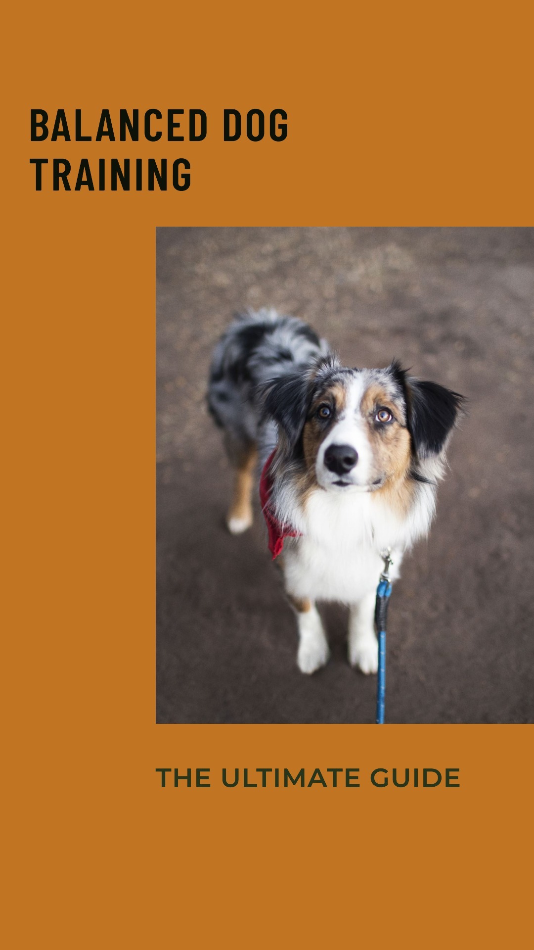 Balanced Dog Training The Ultimate 2023 Guide