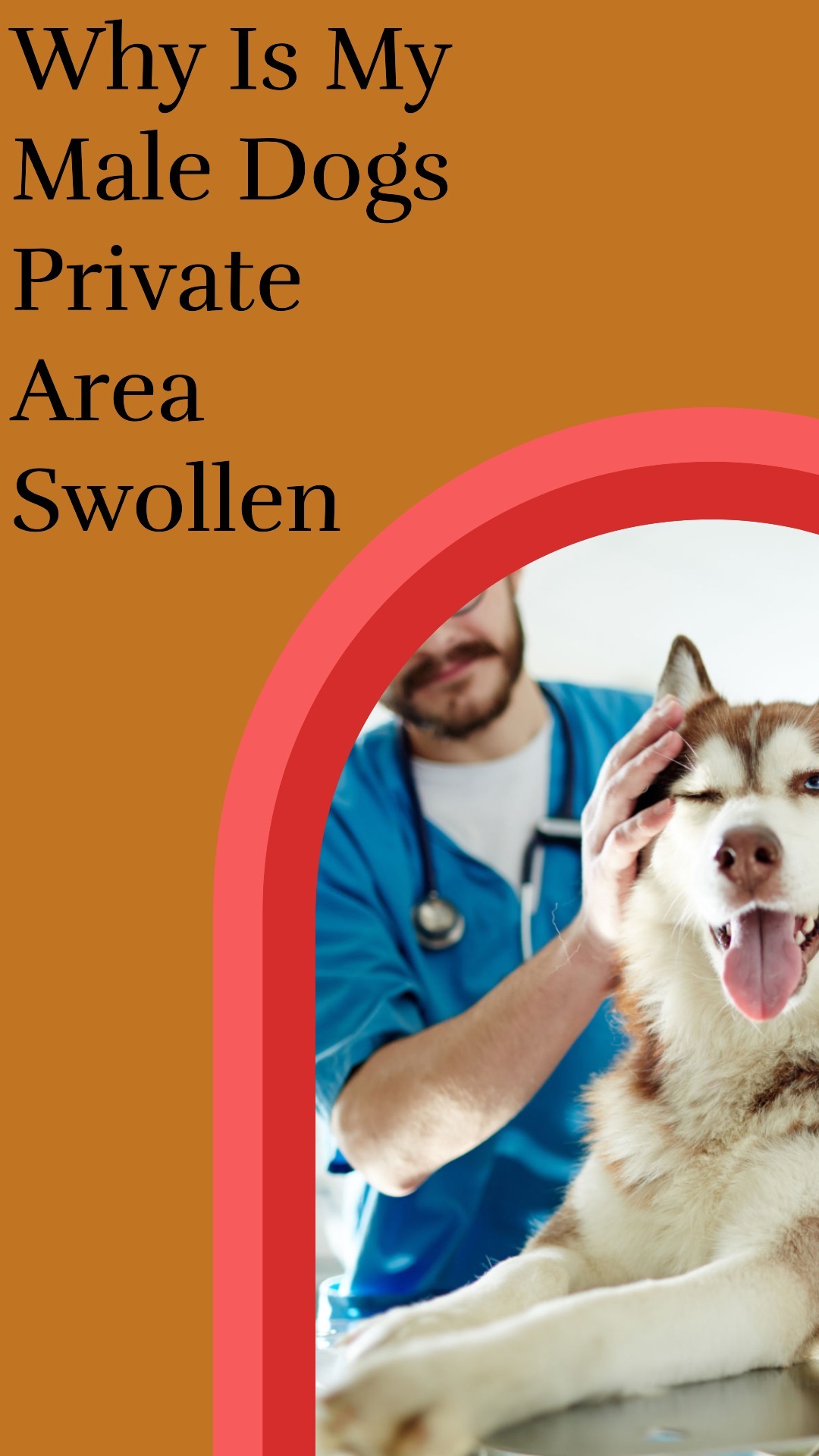 Why Is My Male Dogs Private Area Swollen? And How To Help