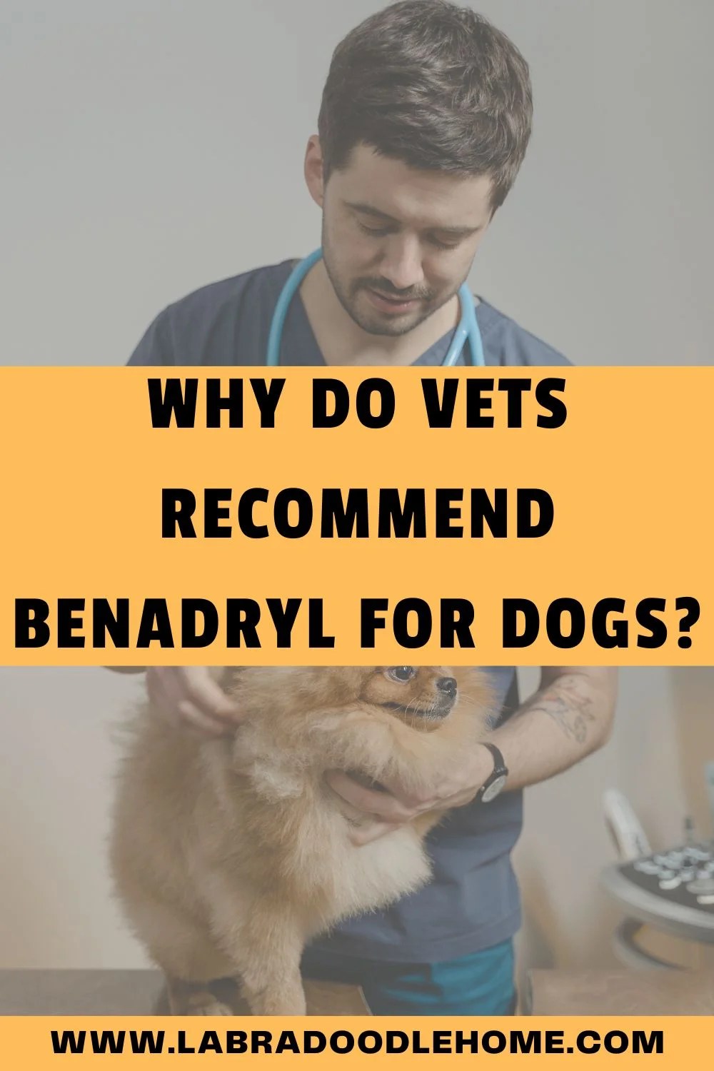Why Do Vets Benadryl for Dogs? The Ultimate Guide