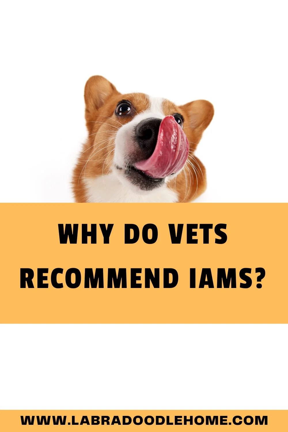 Why Do Vets IAMS? Everything You Should Know