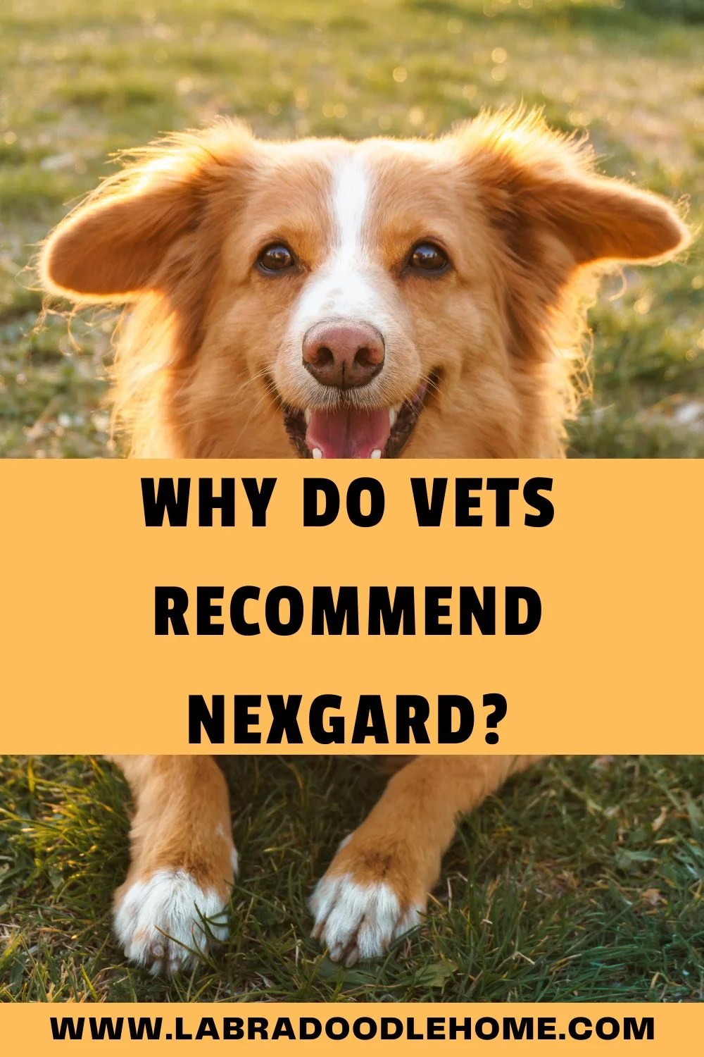 Why Do Vets Nexgard? Everything You Should Know