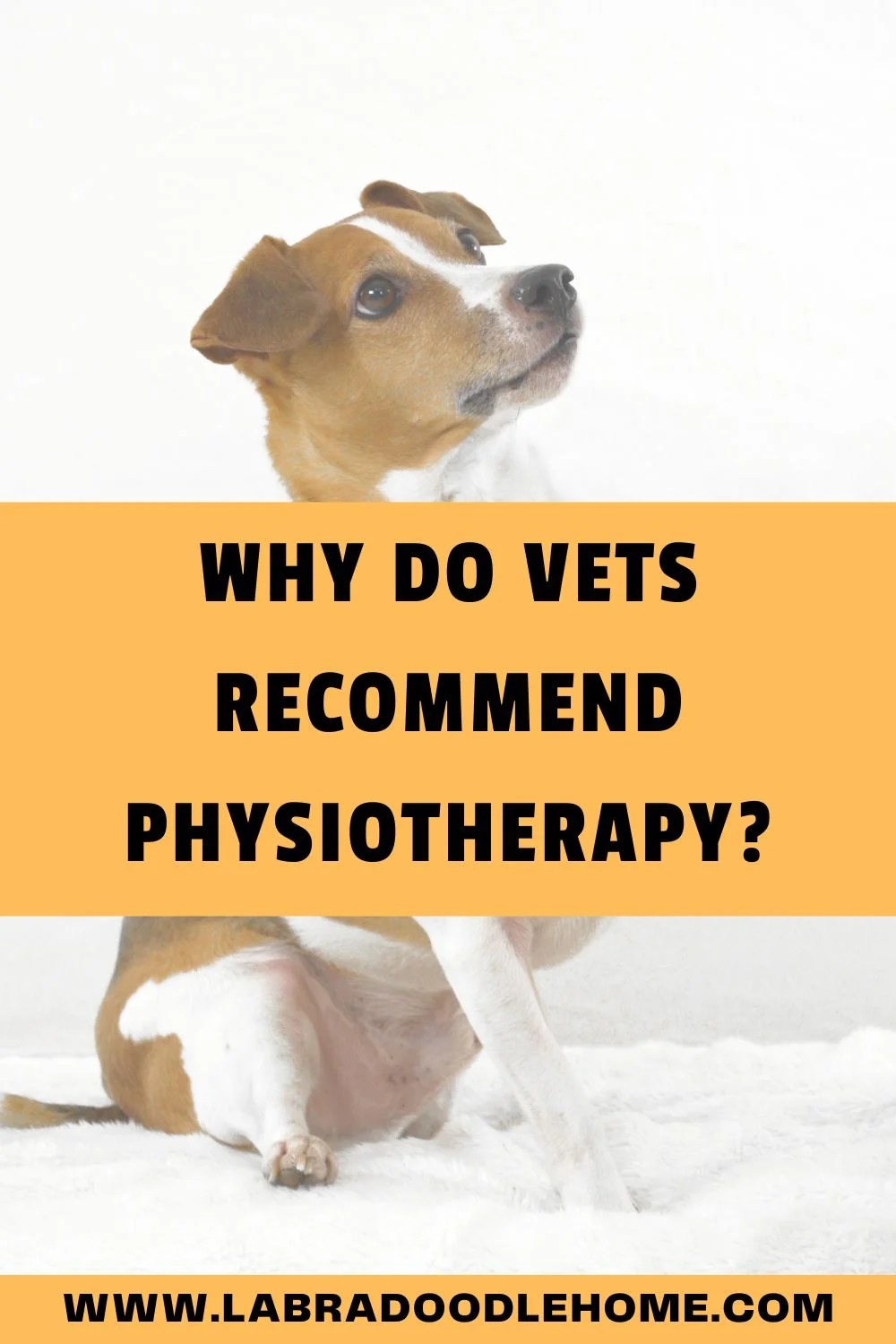 Why Do Vets Physiotherapy? 5 Awesome Reasons!