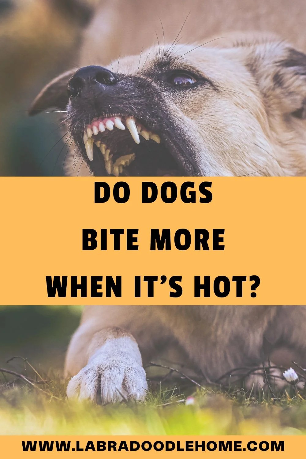 Do Dogs Bite More When It’s Hot? A New Study Reveals The Truth