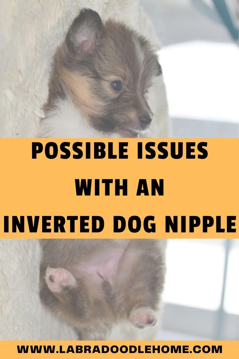 Inverted Dog Nipple Why You Shouldn't Worry Too Much Labradoodle Home