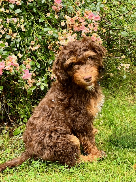 LbyD Phoebe