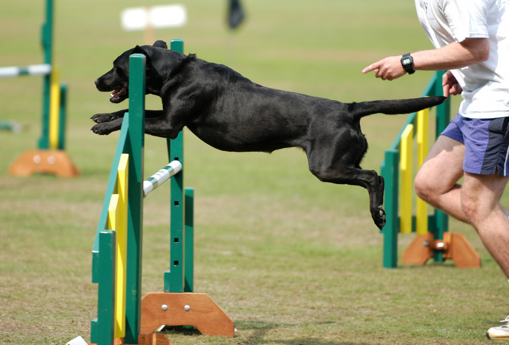 Agility Archives Labrador Retriever