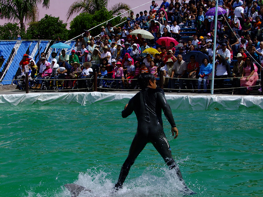 delfines
