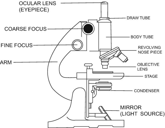Solution Microscope Structure Types And Its Function Studypool - Desktop Space Pictures for Desktop