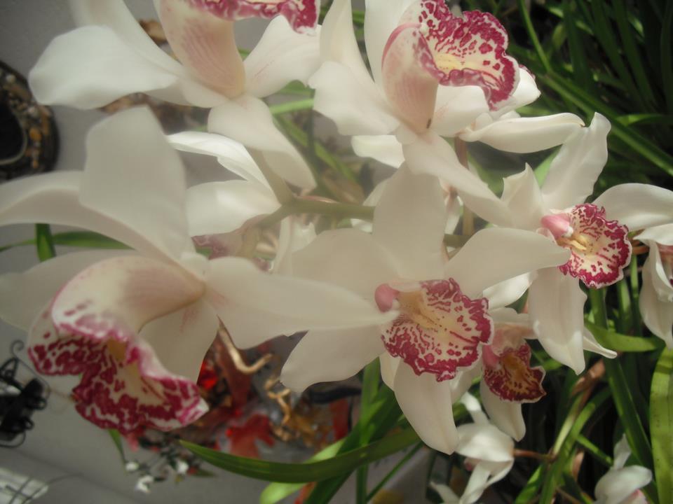 Download Gratuito immagini Auguri Di Buon Compleanno La Cucina Di Casa Mia il piu cool da parte di