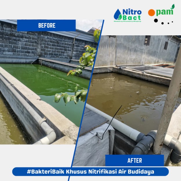 Manfaat Bakteri Nitrifikasi Perikanan