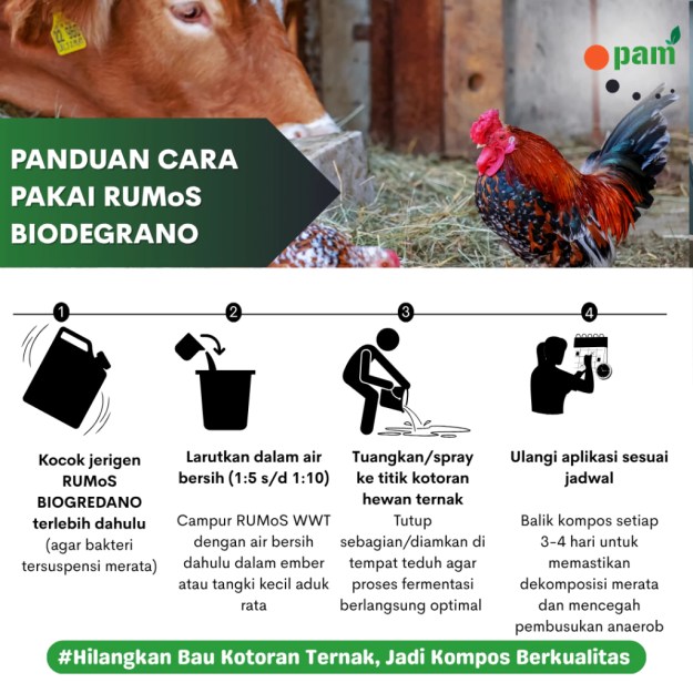 Cara Penggunaan Pengurai Kotoran Ternak