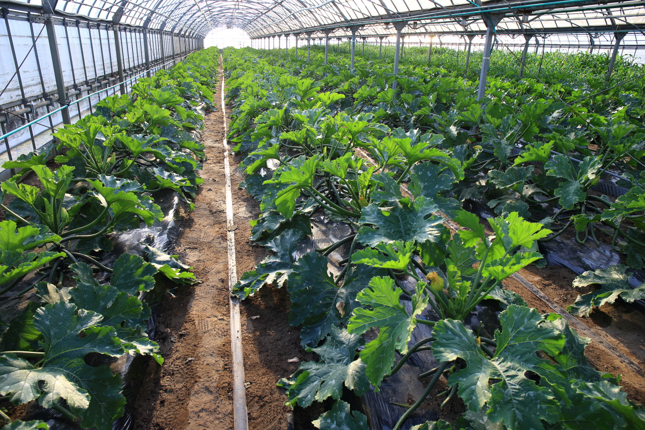 山女農園 岐阜県山県（やまがた）市の里山農園で実施される「カラダが喜ぶ野菜