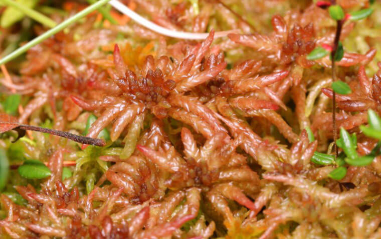Musgo Sphagnum magellanicum. Esta especie sólo se puede encontrar en Chile, Argentina y Perú. Kristian Peters