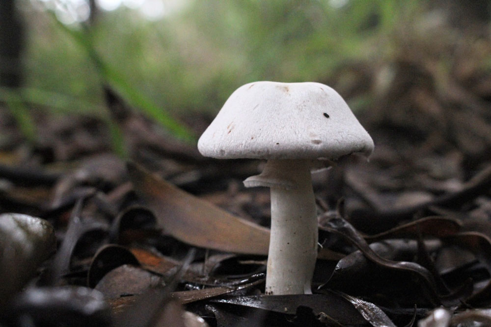 Agaricus-arvensis-Alvaro-Lara