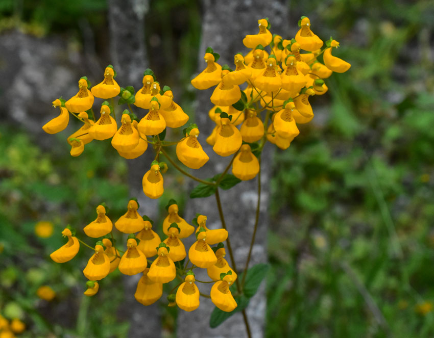Capachito (Calceolaria corymbosa) ©Nicolás Villaseca