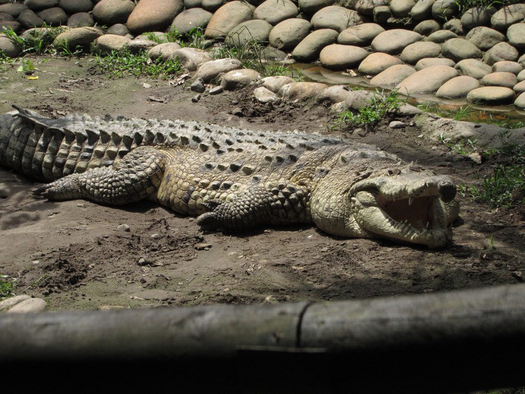 El caimán del Orinoco (Crocodylus intermedius), del que quedan pocos ...