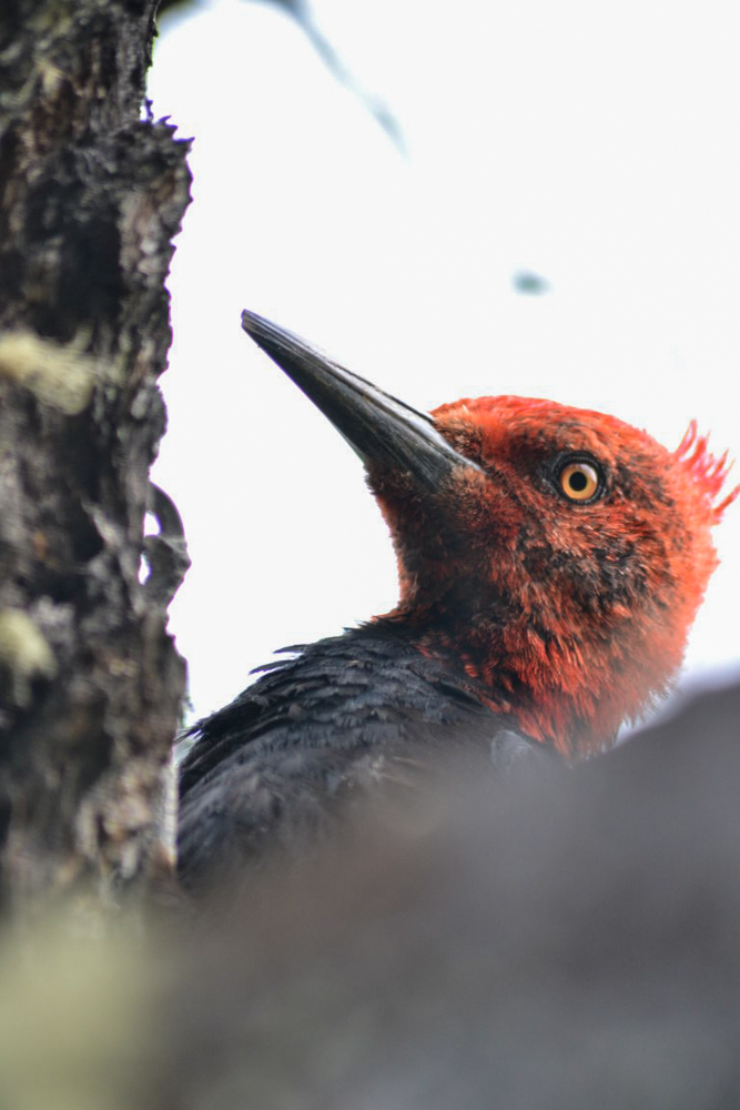 “Junten leña, que llegó el carpintero”: las aves que ayudan a pronosticar el tiempo