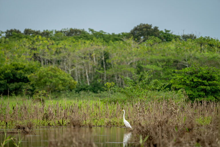 Garza blanca (Ardea alba) caminando por los pantanos que rodean el borde de San José del Guaviare. Foto: Sebastián Di Doménico.