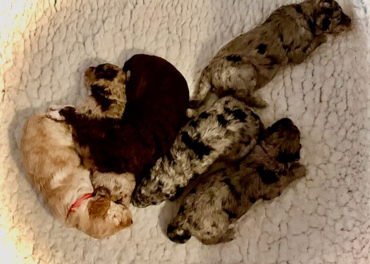 W&B22-3 week old puppy huddle
