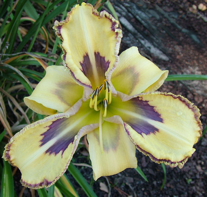 CAT SCRATCH FEVER – Ladybug Daylilies