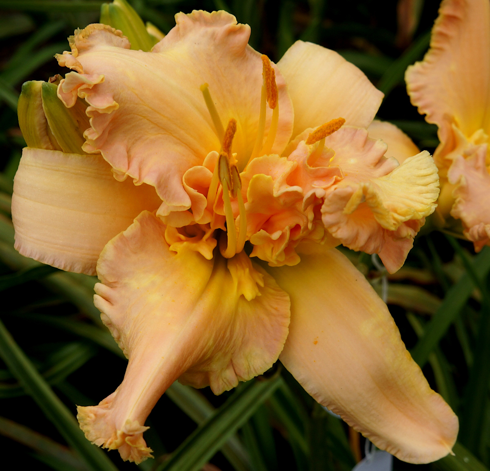 ★ leolily★ LIONESS – Ladybug Daylilies