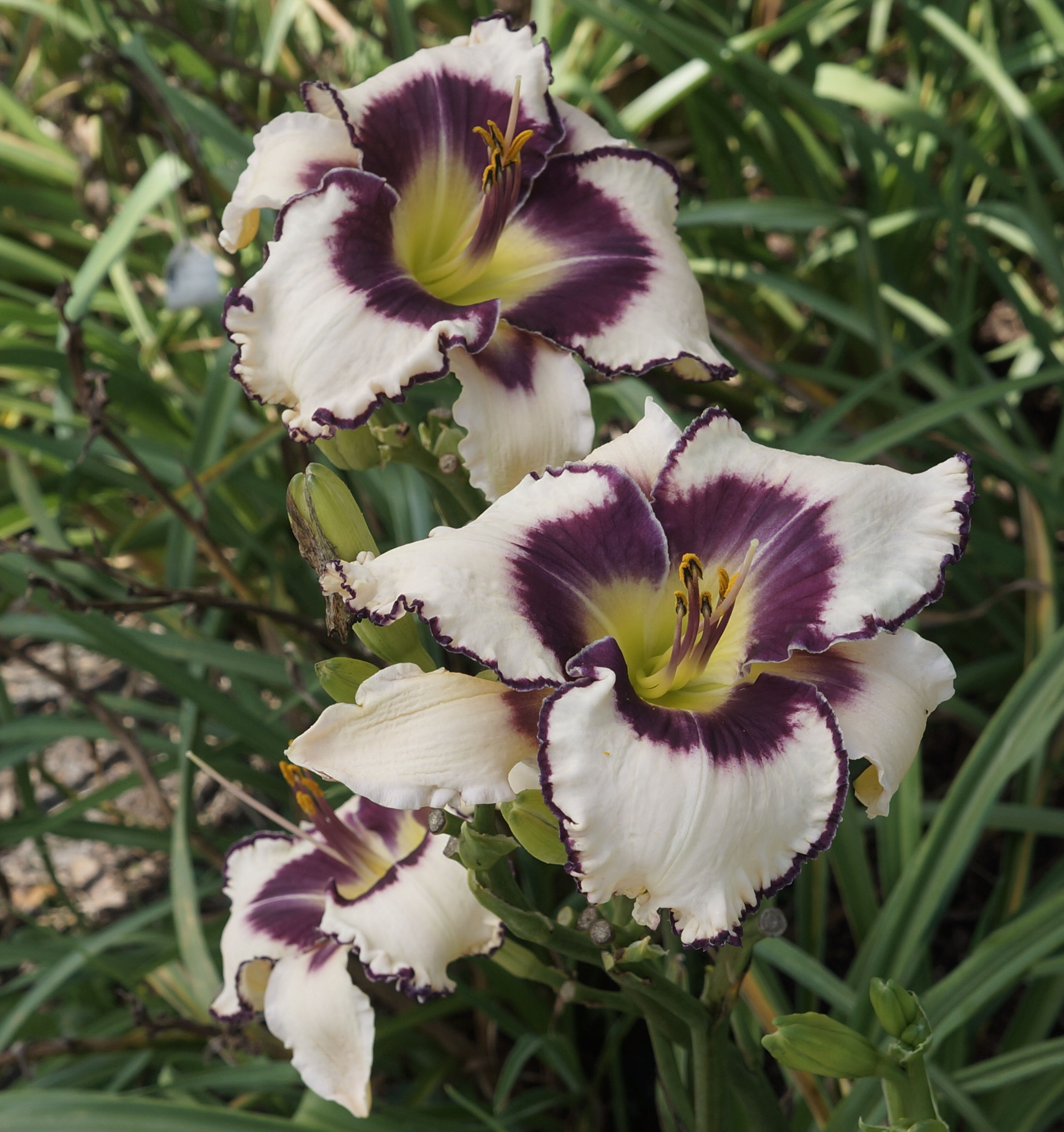 MICHILLE RICHARDSON – Ladybug Daylilies