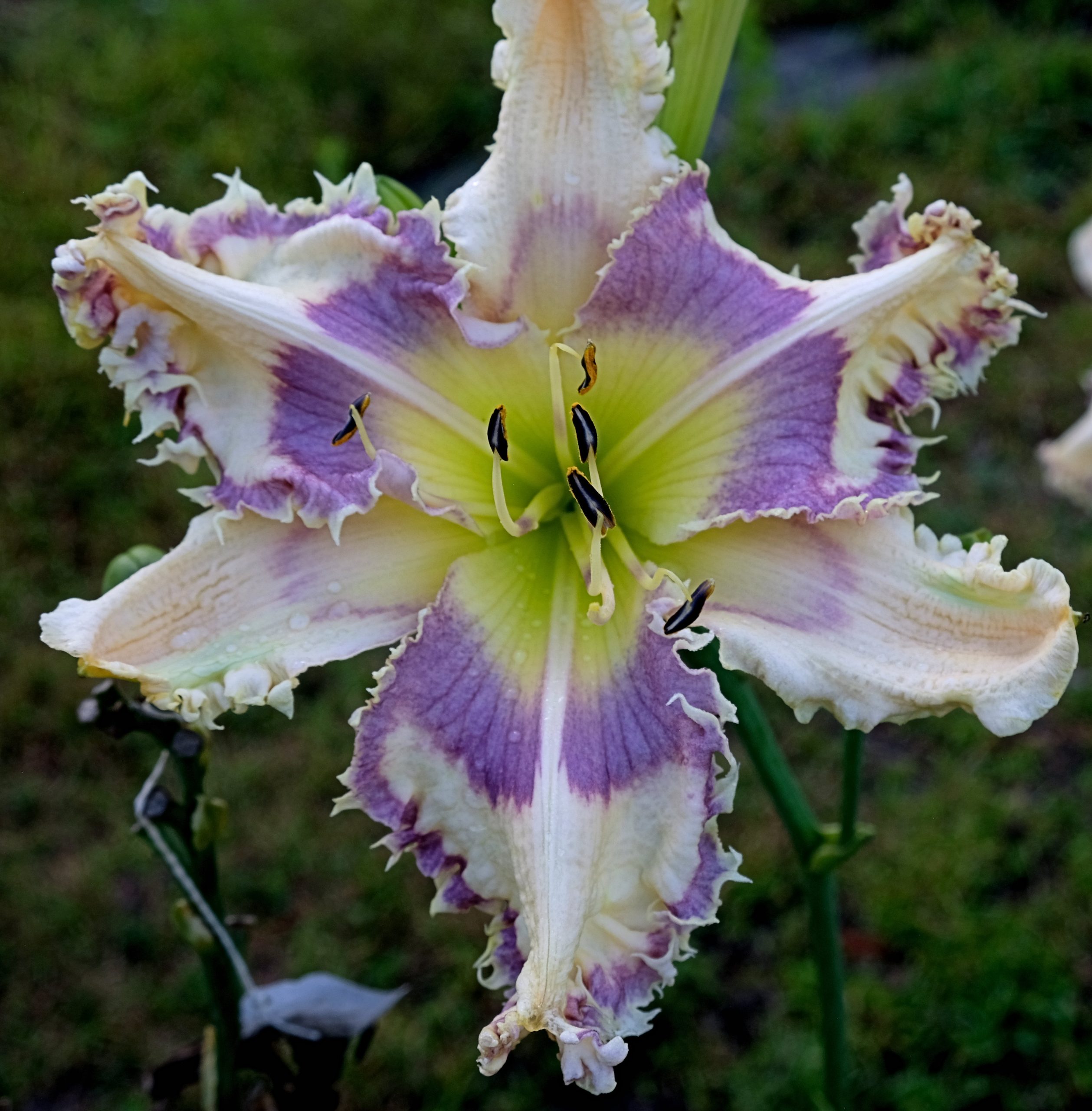 SHARP DRESSED MAN – Ladybug Daylilies