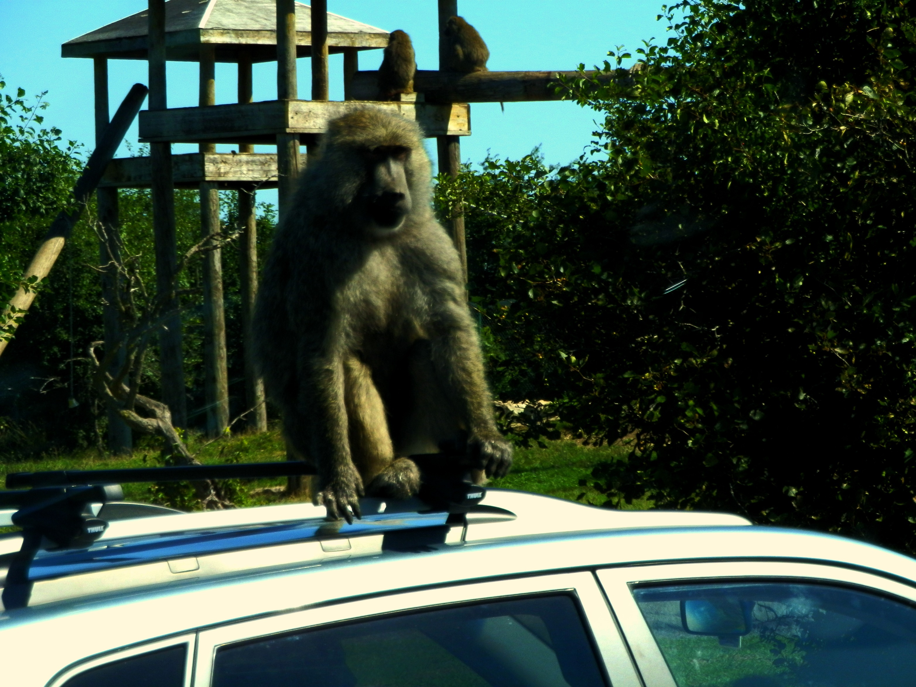 A Wild Day At African Lion Safari Lady Of The Zoos