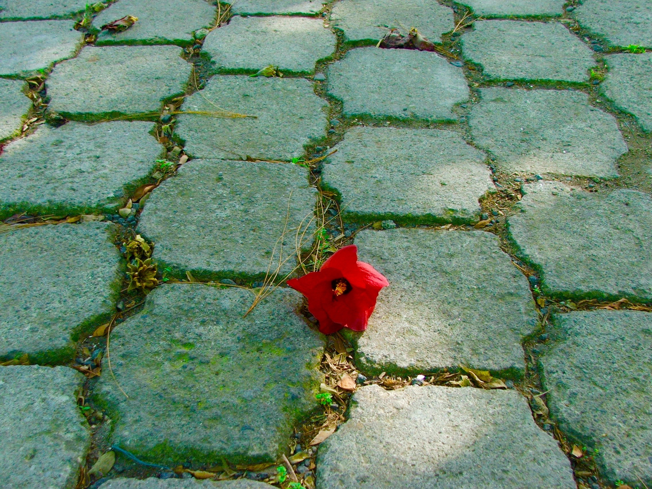 Children's Home floor and fallen flowers