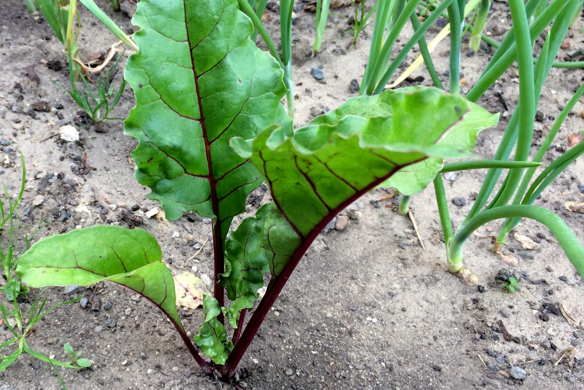 Rote Rüben im Ländchenlust-Garten