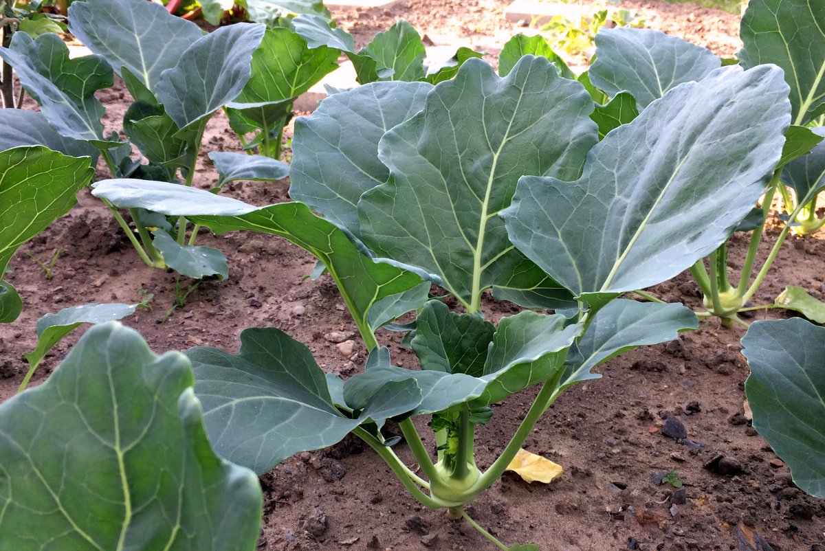 Kohlrabi im Ländchenlust-Garten