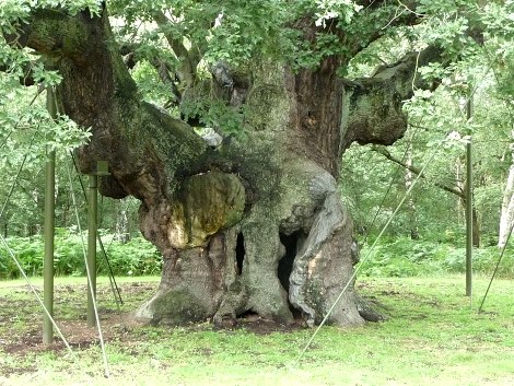 majoroak