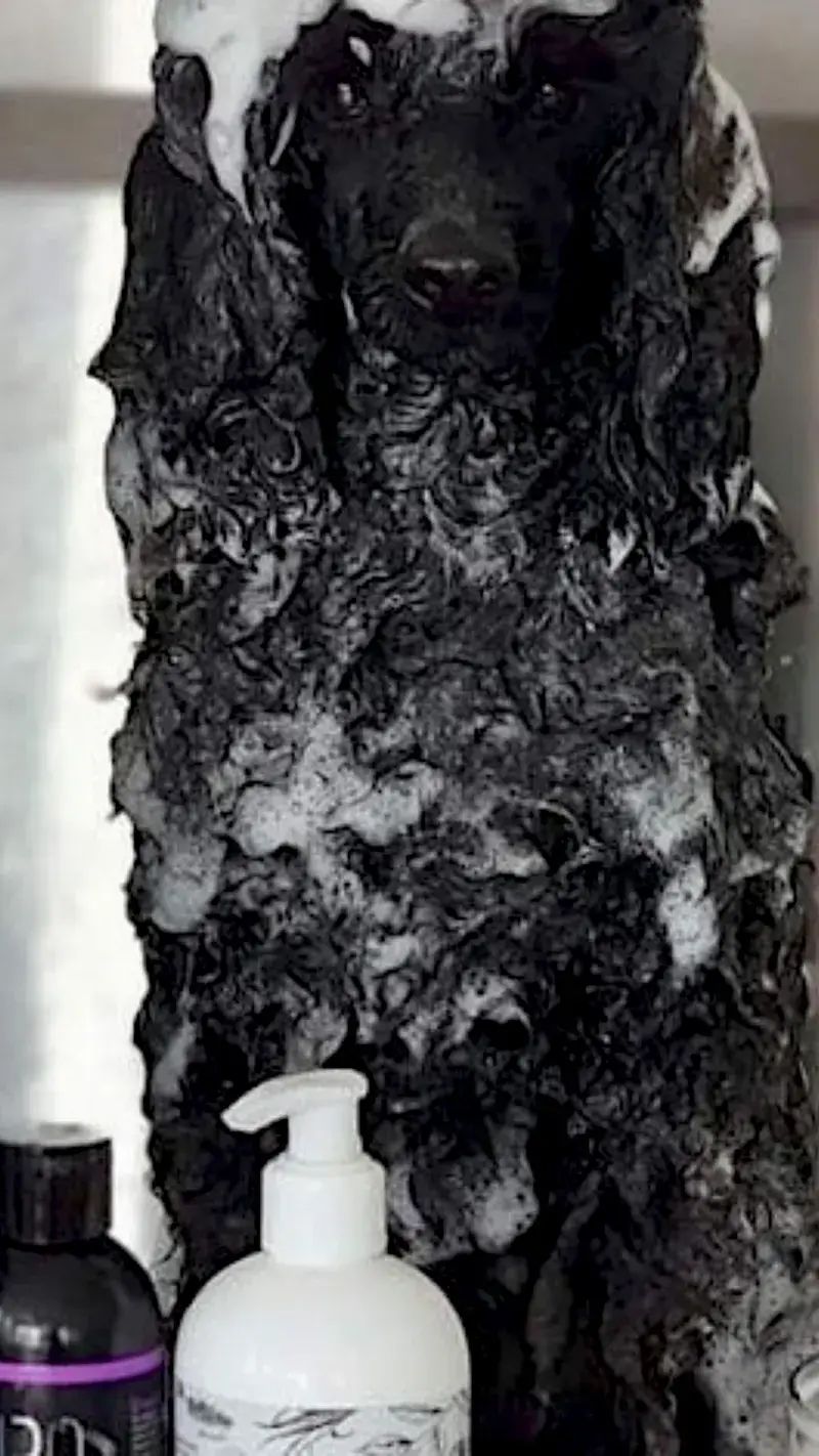 Lafursion Grooming Membership Program - Professional Ocean Pattern - High Resolution