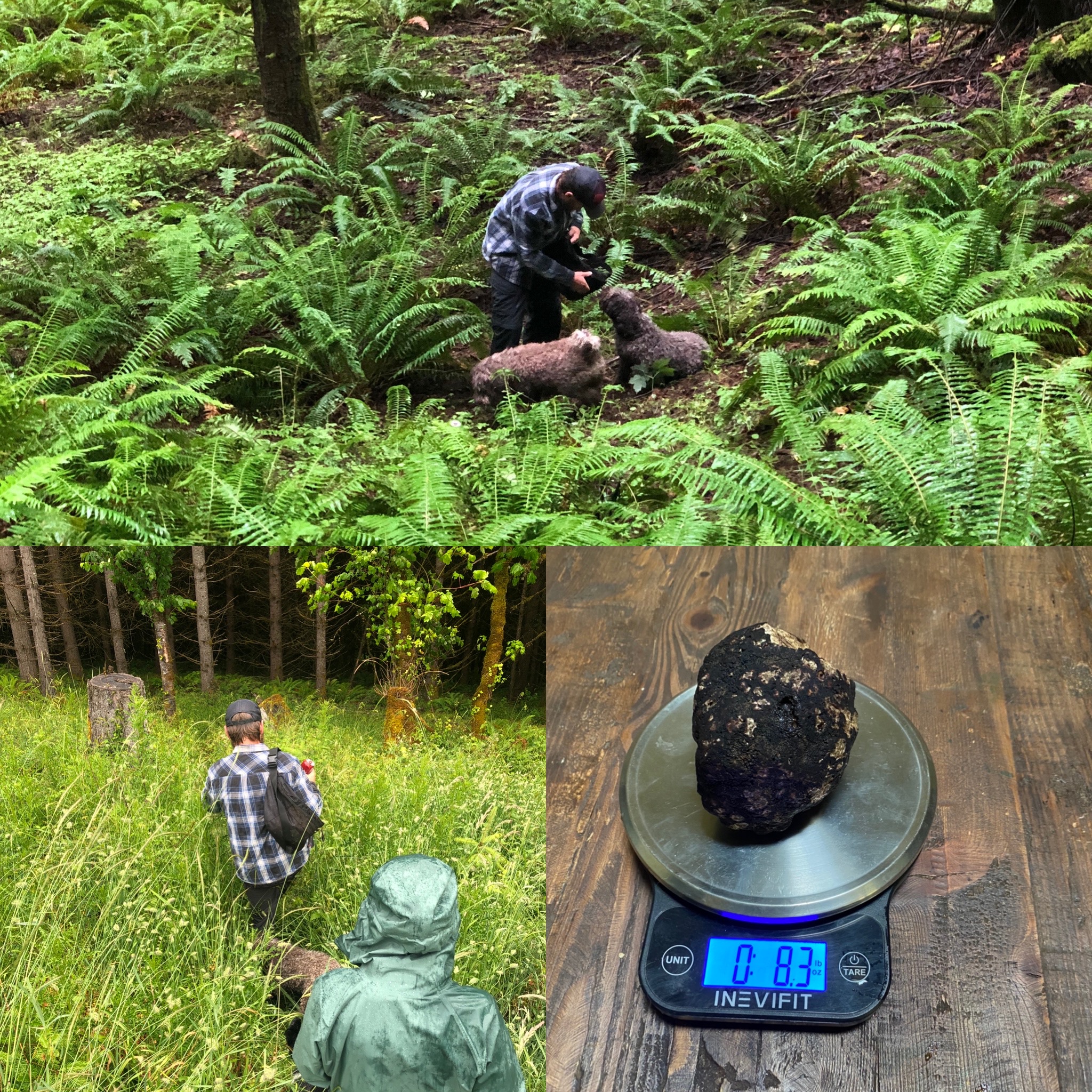 Oregon Truffle Hunting Experience Amico Roma Puppies