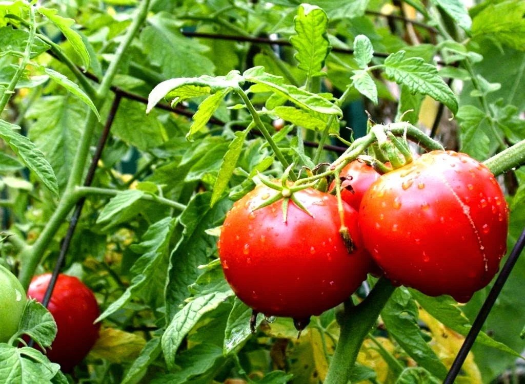 plantar tomates