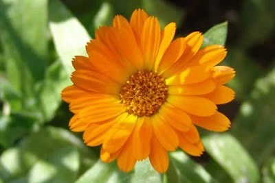 cultivar calendula